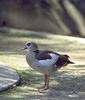 Egyptian Goose (Alopochen aegyptiacus)