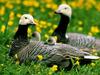 Emperor Goose family (Chen canagica)