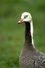 Emperor Goose (Chen canagica)