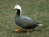 Emperor Goose (Chen canagica)