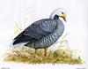 [Animal Art - Dale C. Thompson] Emperor Goose (Chen canagica)
