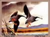 [Animal Art - Arthur M. Cook] Emperor Goose pair landing (Chen canagica)