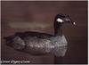 Green Pygmy-goose (Nettapus pulchellus)