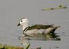 Cotton Pygmy-goose (Nettapus coromandelianus)