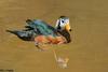 African Pygmy-goose (Nettapus auritus)