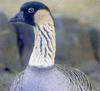 Nene, Hawaiian Goose (Branta sandvicensis)