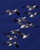 Snow Goose flock in flight (Chen caerulescens)