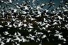 Snow Goose flock in flight (Chen caerulescens)