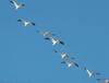 Snow Goose flock in flight (Chen caerulescens)