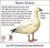 Snow Goose (Chen caerulescens)