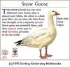 Snow Goose (Chen caerulescens)