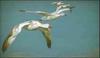 Snow Geese in flight (Chen caerulescens)