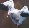 Snow Goose (Chen caerulescens)