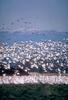 Snow Geese flock (Chen caerulescens)