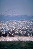 Snow Geese flock (Chen caerulescens)