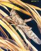 Grasshopper