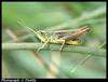 Common Green Grasshopper (Omocestus viridulus)