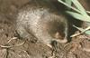 Golden Mole