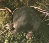 Star-nosed Mole (Condylura cristata)