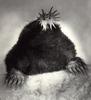 Star-nosed Mole (Condylura cristata)