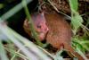 Dwarf Mongoose (Helogale parvula)