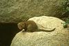 Dwarf Mongoose (Helogale parvula)