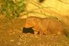 Dwarf Mongoose (Helogale parvula)