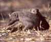 Banded Mongoose (Mungos mungo)