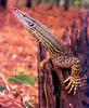 Gould's Monitor, Sand Monitor (Varanus gouldii)