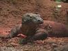 Komodo Dragon, Komodo Island Monitor (Varanus komodoensis)