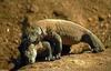 Komodo Dragon, Komodo Island Monitor (Varanus komodoensis)