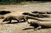 Komodo Dragon, Komodo Island Monitor (Varanus komodoensis)