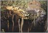 Komodo Dragon, Komodo Island Monitor (Varanus komodoensis)