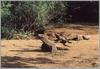 Komodo Dragon, Komodo Island Monitor (Varanus komodoensis)