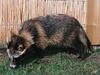 Raccoon Dog (Nyctereutes procyonoides)