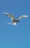 Arctic Tern (Sterna paradisaea)