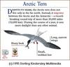 Arctic Tern (Sterna paradisaea)