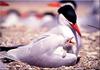 Caspian Tern (Sterna caspia)