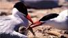 Caspian Terns (Sterna caspia)