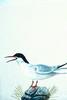 [Animal Art] Common Tern (Sterna hirundo)