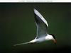 Common Tern in flight (Sterna hirundo)