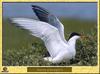 Common Tern (Sterna hirundo)