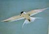 Forster's Tern (Sterna forsteri)