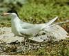 Forster's Tern (Sterna forsteri)