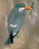 Inca Tern (Larosterna inca)