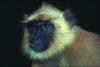 Can anybody ID what is this Monkey (Gibbon?)