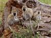 Vervet Monkey???