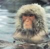 Japanese Macaque, Snow Monkey (Macaca fuscata)