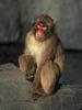 Japanese Macaque, Snow Monkey (Macaca fuscata)