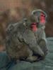 Japanese Macaque, Snow Monkey (Macaca fuscata)